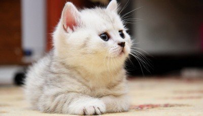 Хочу завести котенка, что нужно знать и к чему готовиться